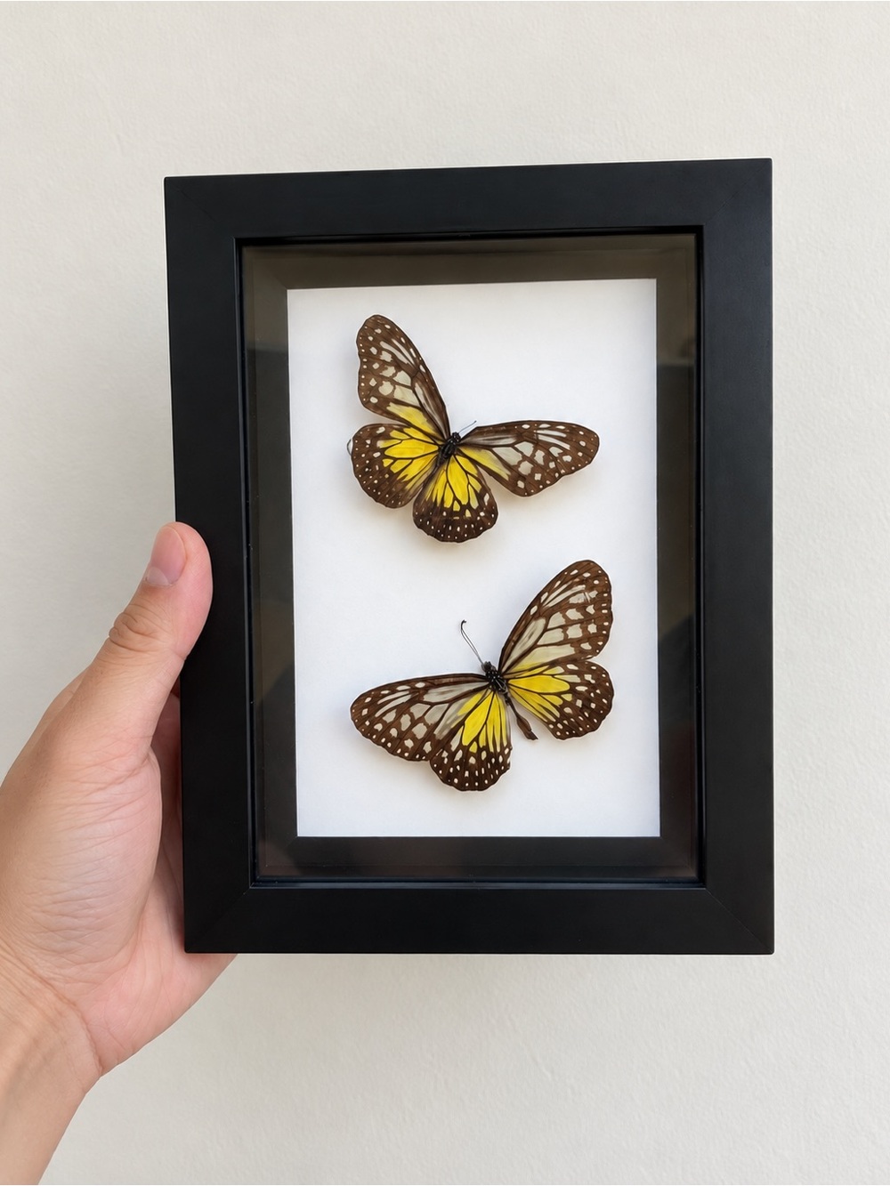 Framed Shadow Box – Gray Glassy Tiger Butterflies (Real Specimens)